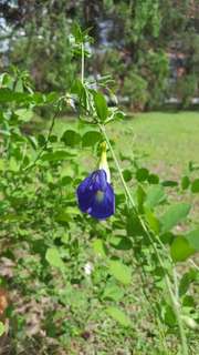 Blue butterfly pea seeds (single petal)