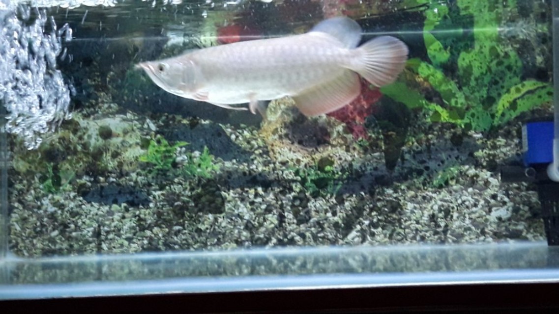 Kolam Ikan Arwana Super Red - Tentang Kolam Kandang Ternak