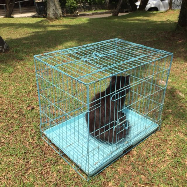 Kandang Kucing Murah Perlengkapan Hewan Aksesoris Hewan Di Carousell