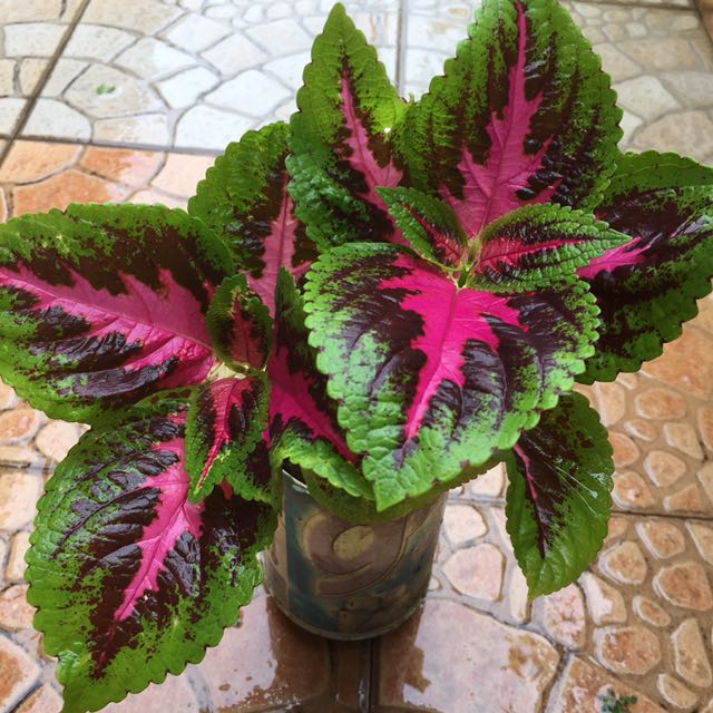 Pokok Ati Ati Coleus Blumei Home Furniture Gardening On Carousell