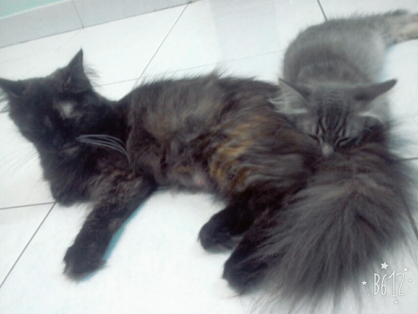 Comel Kucing Parsi Kelabu 81021 Nama Untuk Kucing Comel Lucu Dan Unik