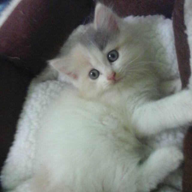 19++ Kucing parsi murah ideas in 2021 