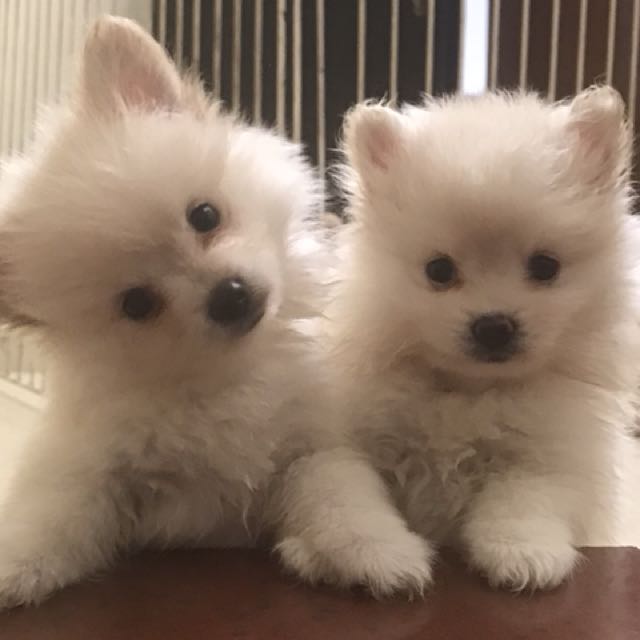 Pomeranian Pure Breed Anjing Pom Pom Pom Pet Supplies Food