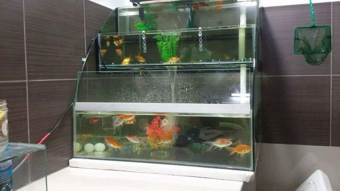 Unduh 8800 Koleksi Background Aquarium Gambar Batu HD Terbaru