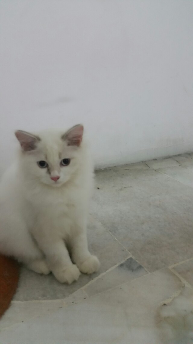 Kucing mix mainecoon and bsh, Everything Else, Others on Carousell