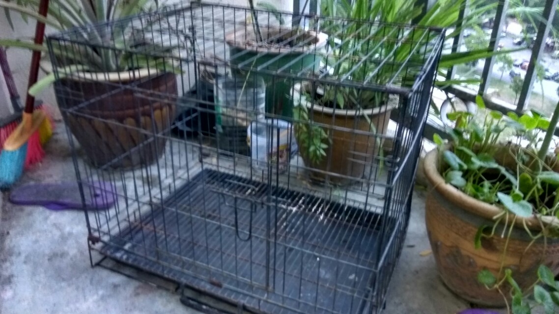 Sangkar kucing, petu0027s cage, Pet Supplies, Pet Accessories on Carousell