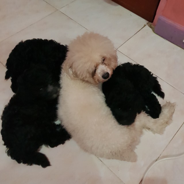 jual teacup poodle
