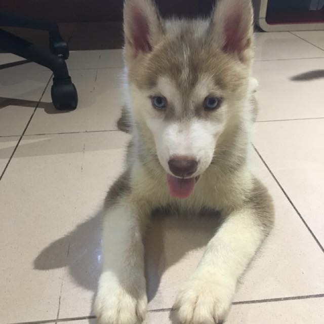 Husky sales puppy harga