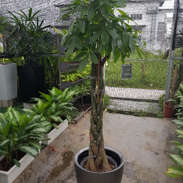 money tree for sale