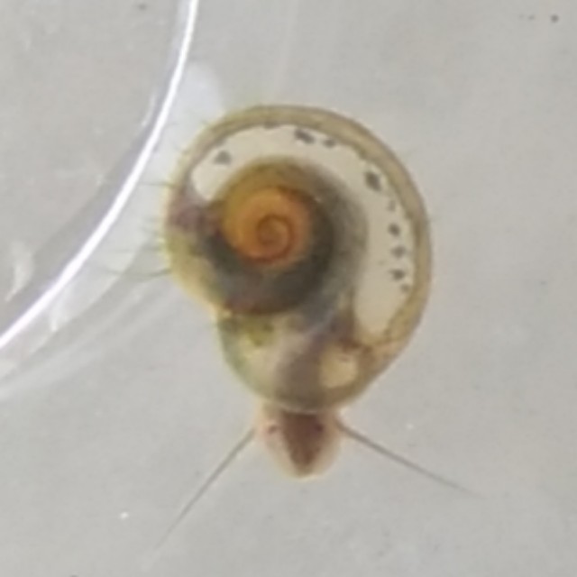 Freshwater Mini Ramshorn Snails, Pet Supplies, Homes & Other Pet