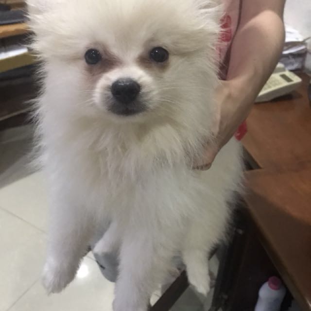 Anakan Pomeranian Anjing Pom Pet Supplies Accessories On Carousell