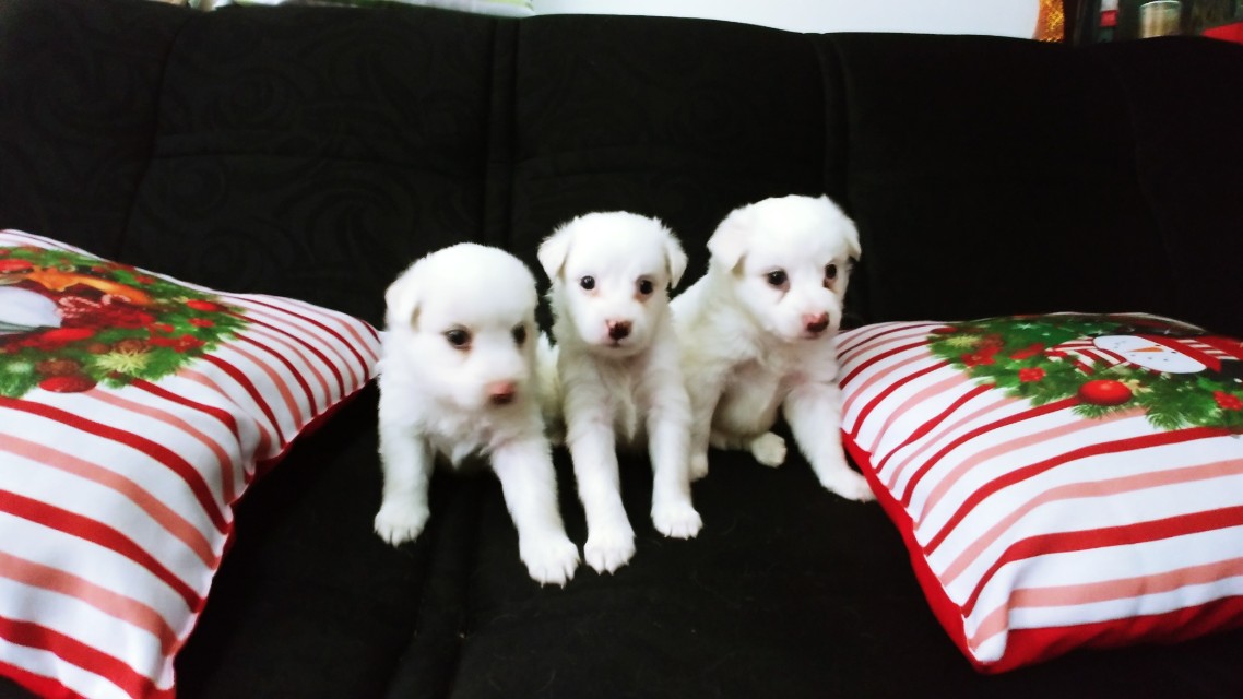 Japanese spitz discount 1 month old