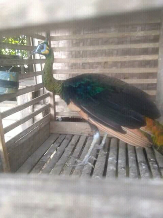 Burung Merak Hijau Pet Supplies Accessories On Carousell
