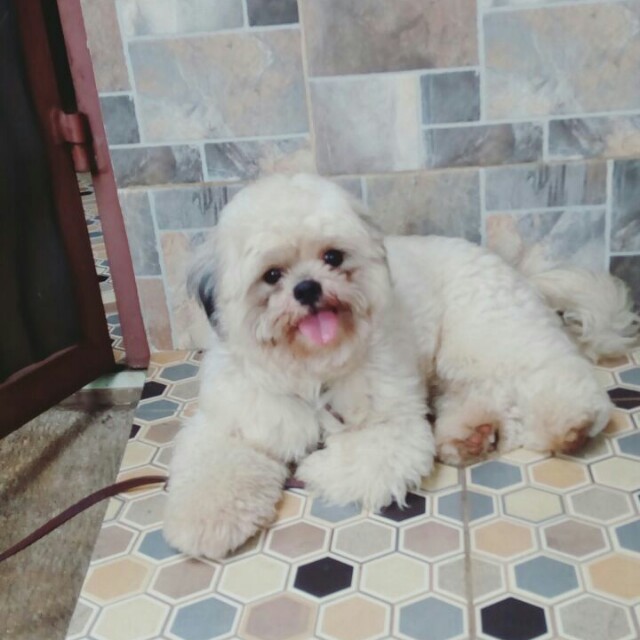 Dijual Anjing Shihtzu Murah Bulu Sangat Bagus Langka