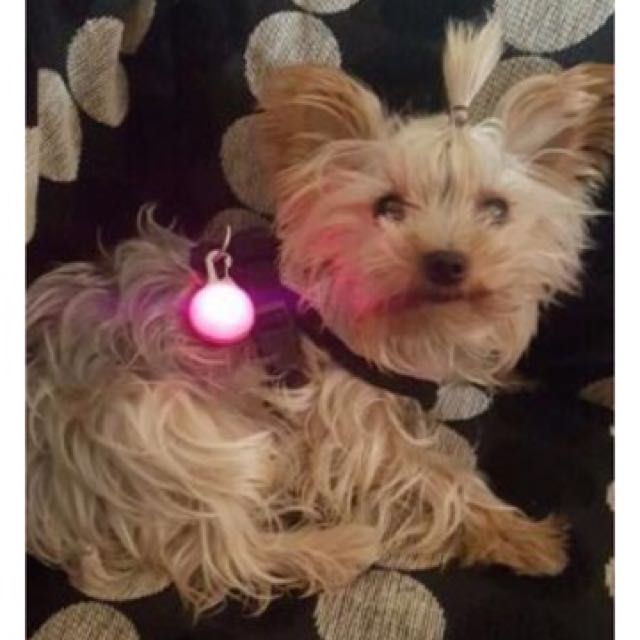 Pet Dog Cat Led Night Safety Flash Light Pendant For Collar Push Pet Dog Cat Led Night Safety Flash Light Pendant For Collar Push On Switch Flashing Glowing Accessories Bright Supplies
