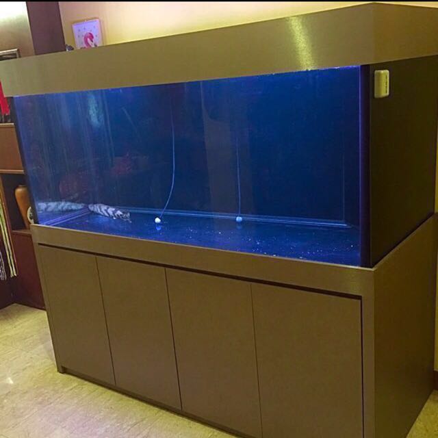 6ft X 2 5 X 2 5 12mm Fish Tank For Sale On Carousell Ad posted 23 days ago. 6ft x 2 5 x 2 5 12mm fish tank for sale