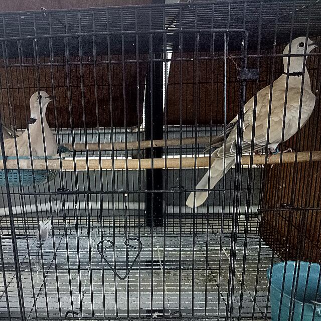 Ukuran Kandang Burung Puter - Tentang Kolam Kandang Ternak