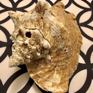 (Category: ) located in . Submitted by eebee (Listing ID 149088925, Image 1). Description: .