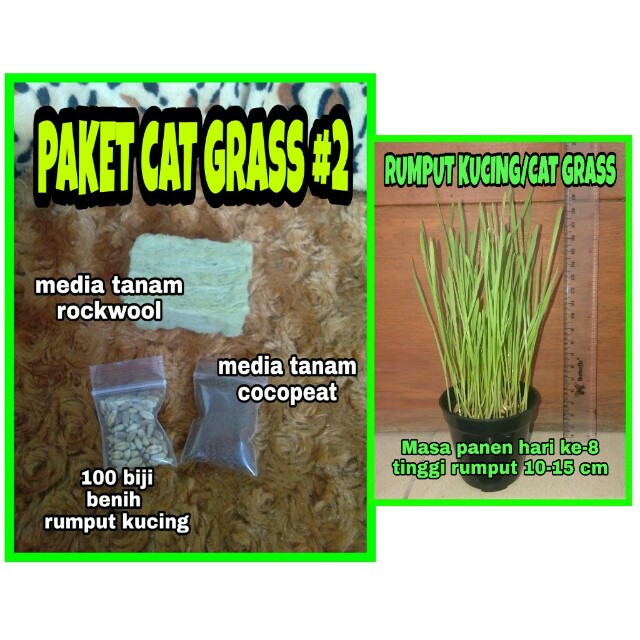 Paket Cat Grass 2 100 Biji Benih Rumput Kucing Media Tanam Pet