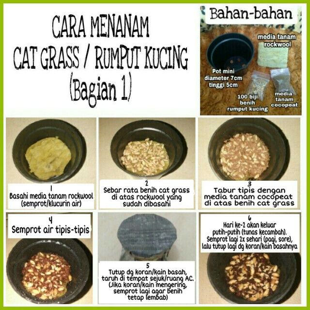 Paket Cat Grass 1 Benih Rumput Kucing Pot Mini Media Tanam Perlengkapan Hewan Makanan Hewan Di Carousell