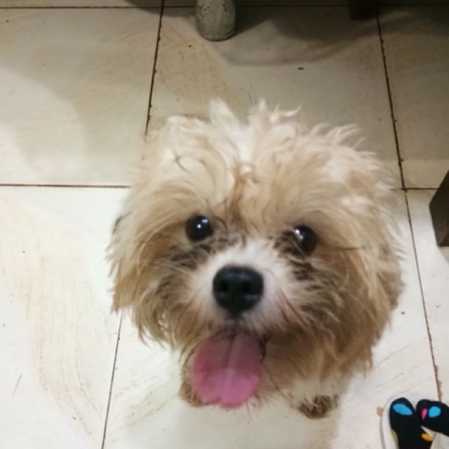 Shih tzu prices best sale philippines