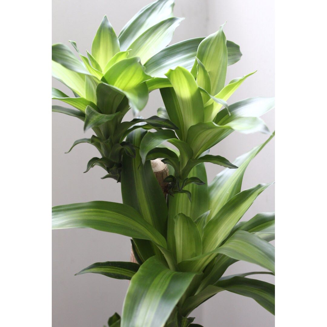 Potted Dracaena fragrans �victoria� / �victoriae� (Yellow Potted Dracaena fragrans �victoria� / �victoriae� (Yellow