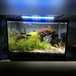 Aquascape / Aquarium / Akuarium Fullset