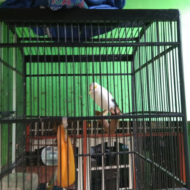 Burung Jalak Putih Looking For On Carousell