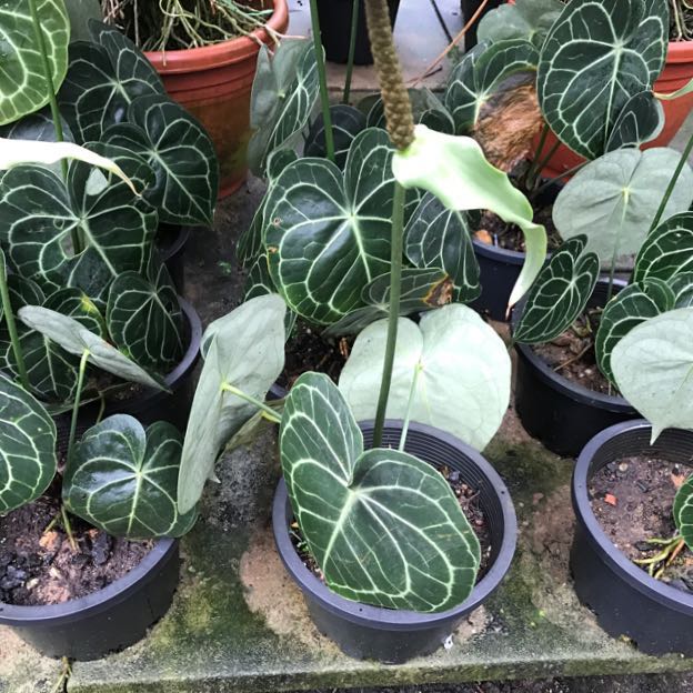 Anthurium clarinervium for sale, Gardening on Carousell