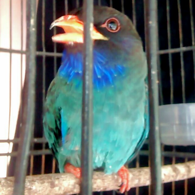 600+ Gambar Burung Tengkek Gratis 600+ Gambar Burung Tengkek Gratis