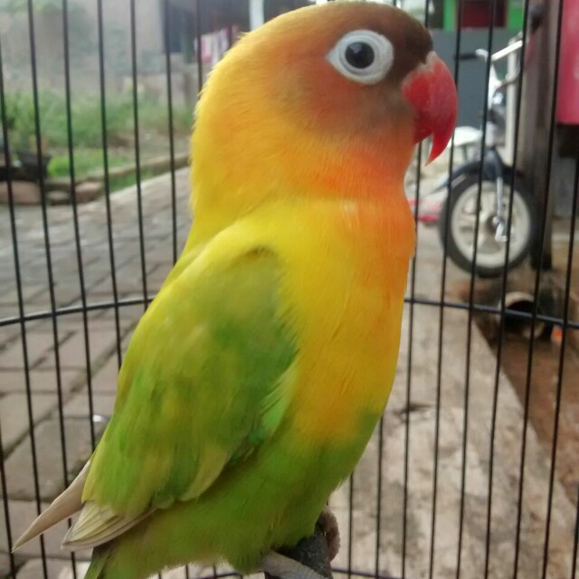 Love Bird Pasjo Cemong Serba Serbi Others Di Carousell