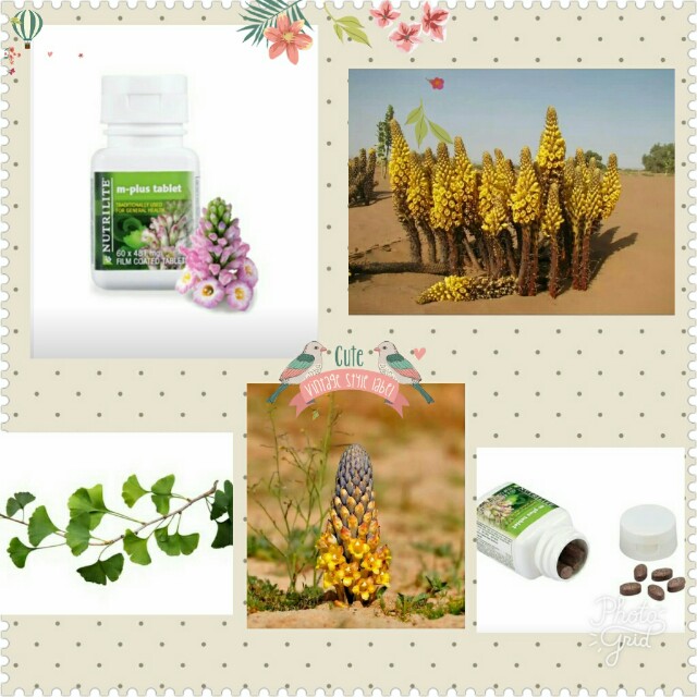 Nutrilite M Plus Men S Fashion Activewear On Carousell