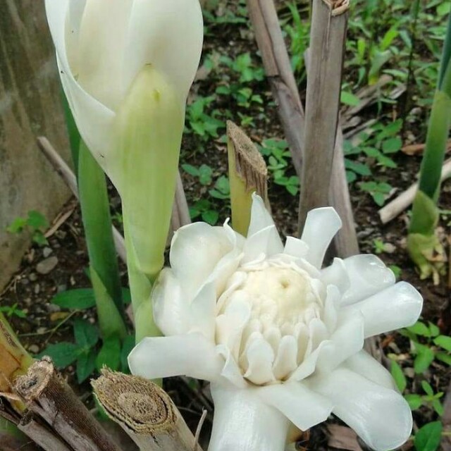 Pokok Kantan Bunga Putih Home Furniture Gardening On Carousell