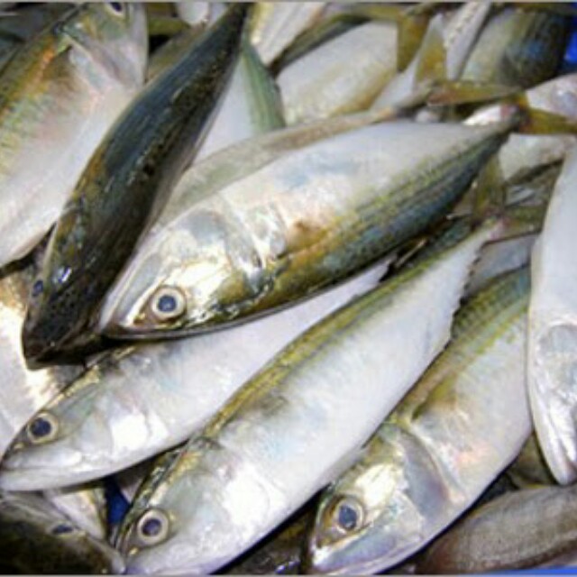 Distributor Ikan Laut Segar Pelabuhan Muara Angke Barang Yang Dicari Di Carousell