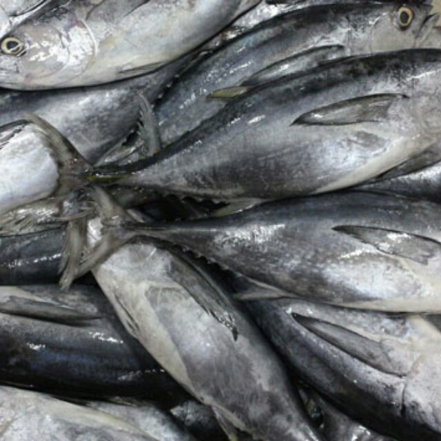Distributor Ikan Laut Segar Pelabuhan Muara Angke Barang Yang Dicari Di Carousell