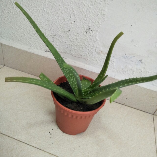 Aloe Vera Plant Home Grow Gardening On Carousell