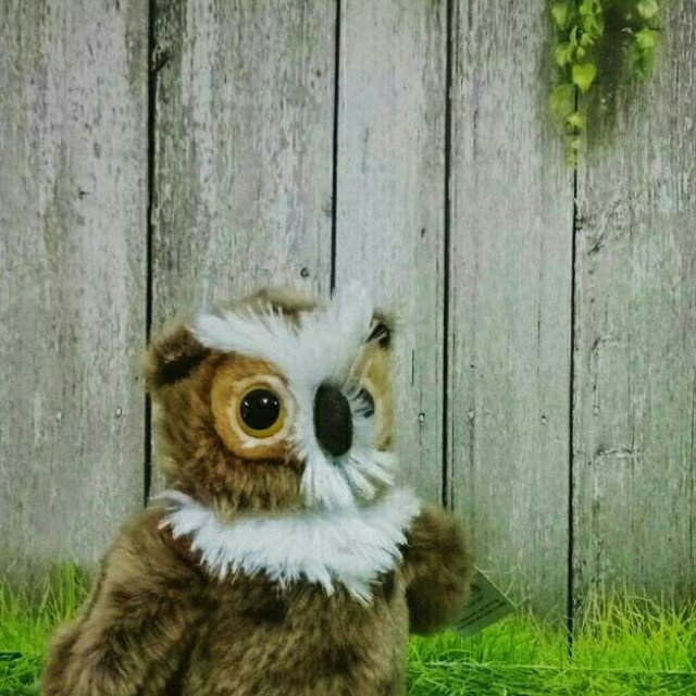 Boneka Burung Hantu Or Owl Babies Kids Toys Walkers On Carousell