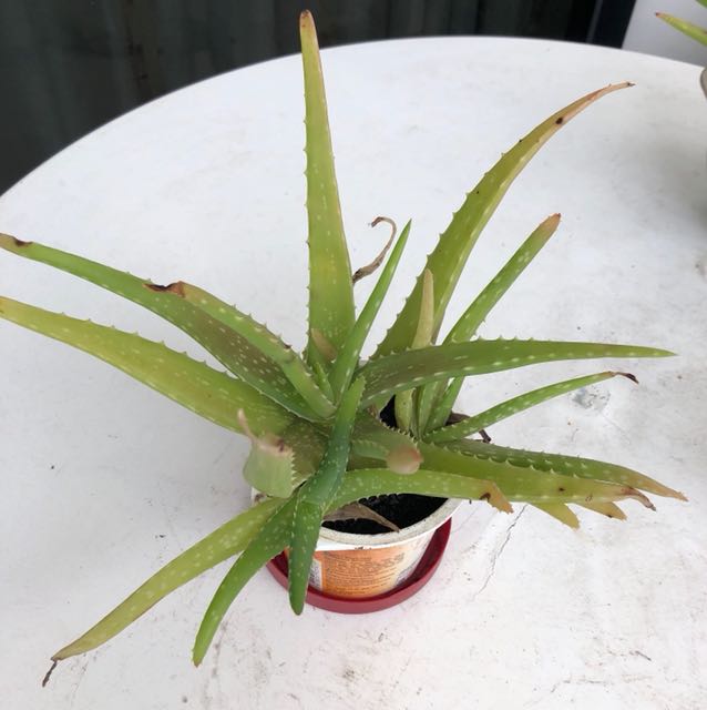Aloe Vera Plant Gardening On Carousell
