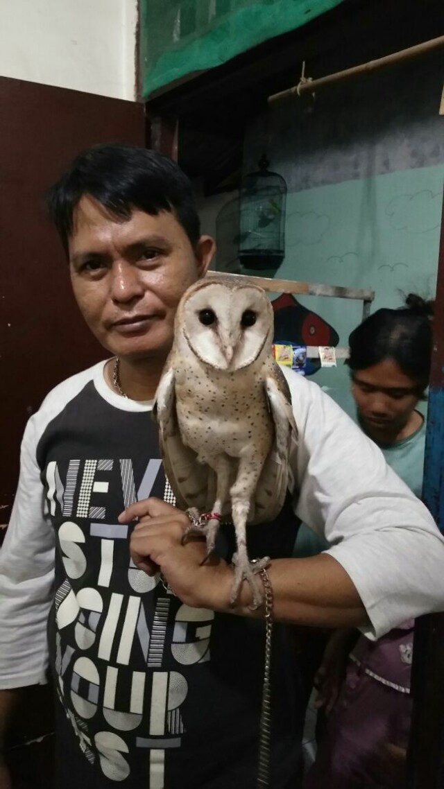 Burung Hantu Jenis Tyto Alba Batik Pet Supplies Accessories On