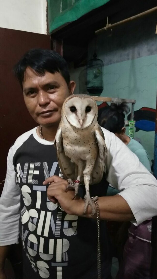 Burung Hantu Jenis Tyto Alba Batik Pet Supplies Accessories On