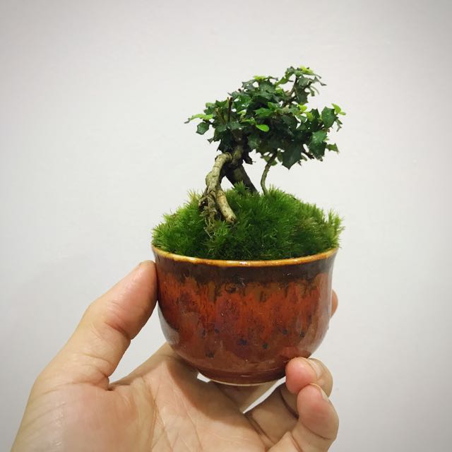 Mini Holly Bonsai Gardening On Carousell