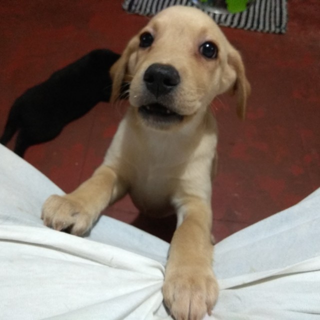 Lab x golden retriever puppies top