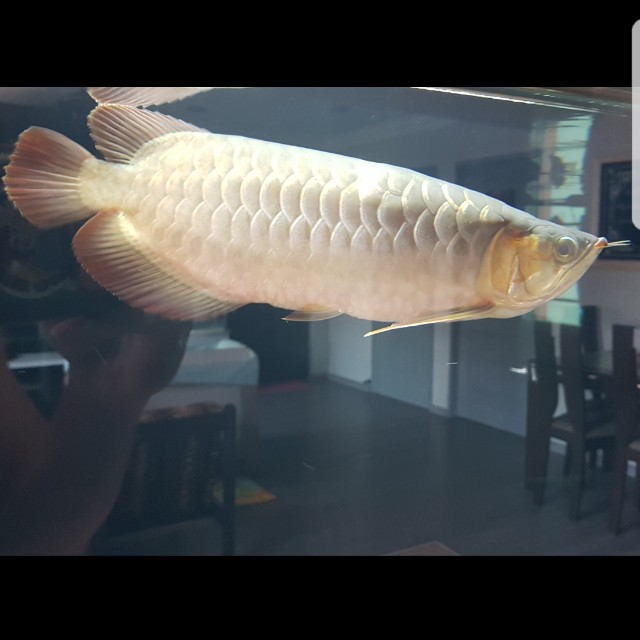 Bca Super Red Arowana Pet Supplies Homes Other Pet Accessories On Carousell