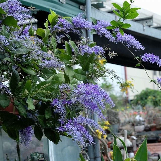 Queen S Wreath Sandpaper Vine Purple Wreath Blue Bird Vine