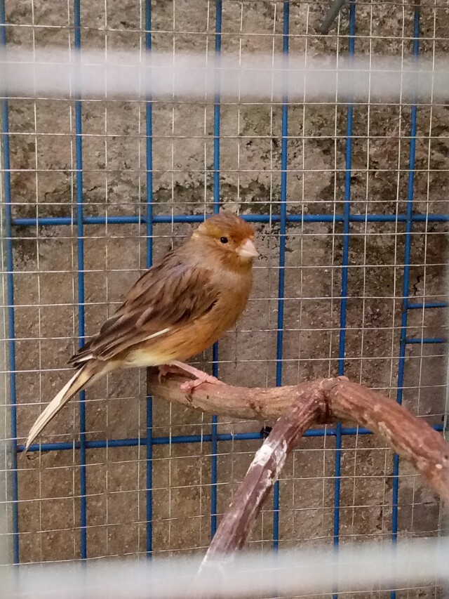 Burung Kenari Betina Siap Kawin Perlengkapan Hewan Makanan Hewan Di Carousell