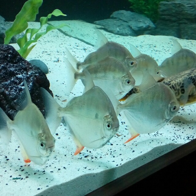 Tiger hook fish clearance