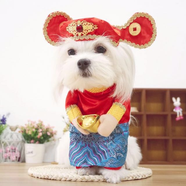 Dog cny clothes 2025