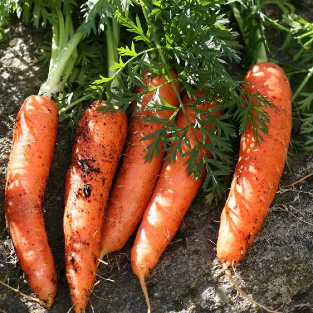 carrot seeds for sale