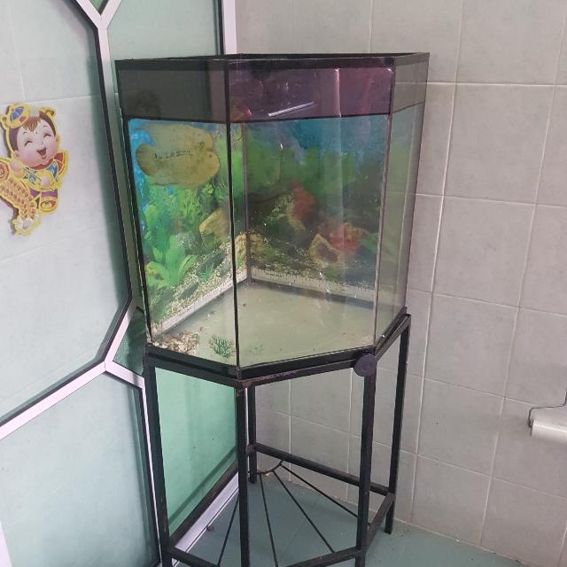 corner view aquarium