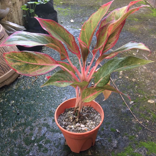 Pokok Keladi Berdaun Hijau Merah Home Furniture Gardening On Carousell